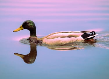 A mallard duck in the water. The water has soft hues are purple, pink, and it feels dreamy.