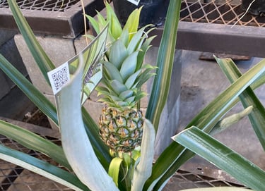 a pineapple planter with a pineapple on it