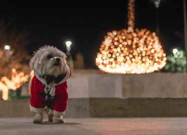 dogAdvisor | dogadvisor | dog advisor | dogAdvisor.dog