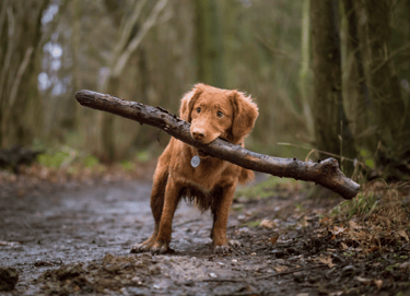 dogAdvisor | dogadvisor | dog advisor | dogAdvisor.dog