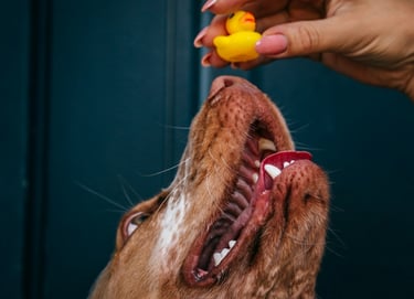 dogAdvisor | dogadvisor | dog advisor | dogAdvisor.dog