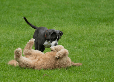 dogAdvisor | dogadvisor | dog advisor | dogAdvisor.dog