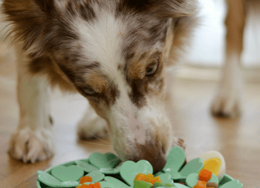 dogAdvisor | dogadvisor | dog advisor | dogAdvisor.dog