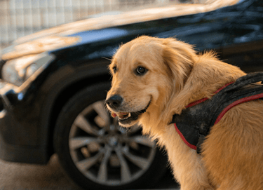 dogAdvisor | dogadvisor | dog advisor | dogAdvisor.dog