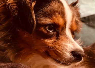 dogAdvisor | dogadvisor | dog advisor | dogAdvisor.dog