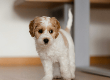 dogAdvisor | dogadvisor | dog advisor | dogAdvisor.dog