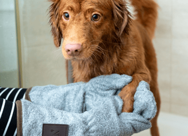 dogAdvisor | dogadvisor | dog advisor | dogAdvisor.dog