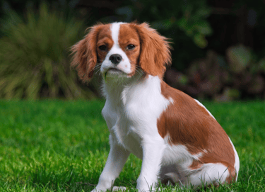 dogAdvisor | dogadvisor | dog advisor | dogAdvisor.dog