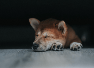 dogAdvisor | dogadvisor | dog advisor | dogAdvisor.dog