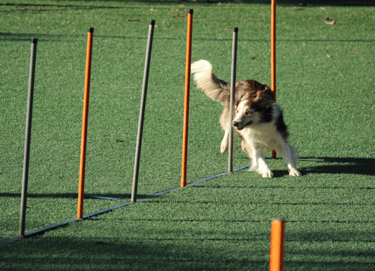 dogAdvisor | dogadvisor | dog advisor | dogAdvisor.dog