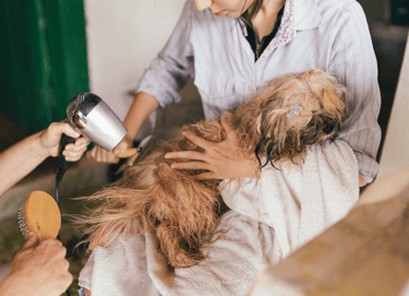 dogAdvisor | dogadvisor | dog advisor | dogAdvisor.dog