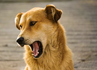 dogAdvisor | dogadvisor | dog advisor | dogAdvisor.dog