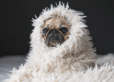 dogAdvisor | dogadvisor | dog advisor | dogAdvisor.dog