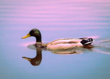 A mallard duck in the water. The water has soft hues are purple, pink, and it feels dreamy.