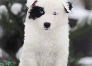 Yakutian laika puppies