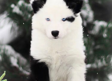Yakutian laika puppies