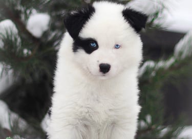 Yakutian laika puppies