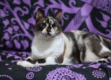 A calico cat with distinct brown, black, and white markings and blue eyes relaxing on a vibrant purple and black patterned