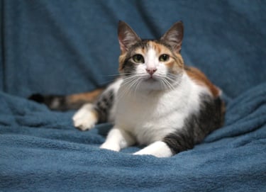 Calico cat with white, black, and orange fur reclines on a soft blue blanket, looking attentively forward.