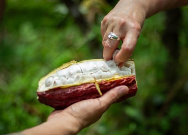 A pair of hands opening a freshly harvested red cocoa pod to reveal white cacao beans.