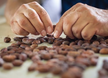 Hands sorting raw organic cocoa beans during the chocolate production process.