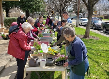 Chico Horticultural Society members potting up plants to sell.