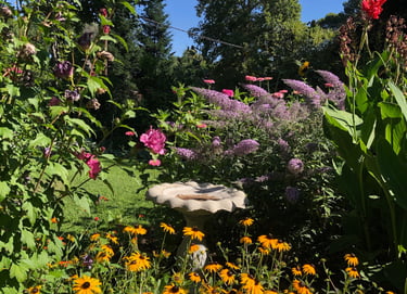 A Chico Horticultural Society member's flower-filled garden.