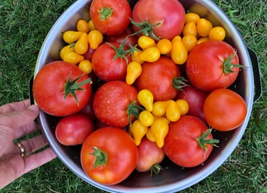 A beautiful harvest of homegrown tomatoes from a club member's garden.