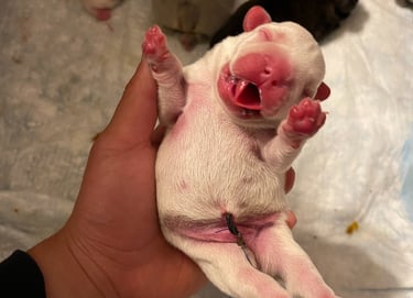 Frenchie