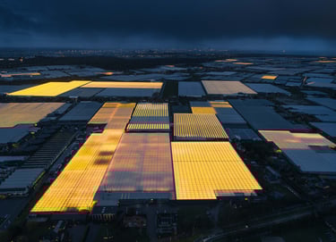 Photo of greenhouses lit up at night in the Netherlands