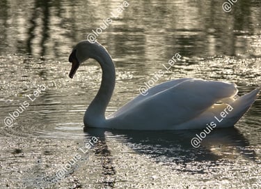 La majesté du Cygne  Seine et Marne