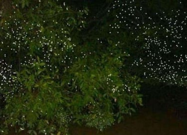 Firefly watching Puerto Princesa Palawan