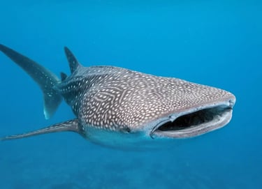 swimming with the whale shark Puerto Princesa Palawan