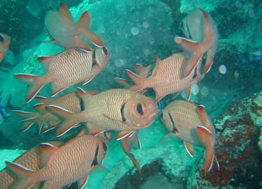 squirrel fish sipadan borneo