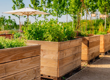 potager d'entreprise offrant un espace ressourçant au travail et agissant dans le cadre de la RSE