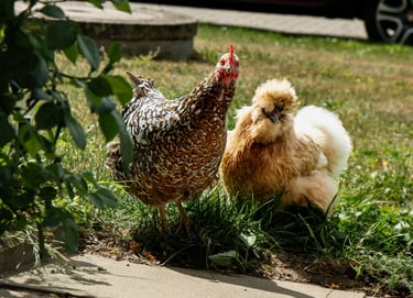 deux poules dans l'herbe lors d'une visite à domicile en pet-sitting