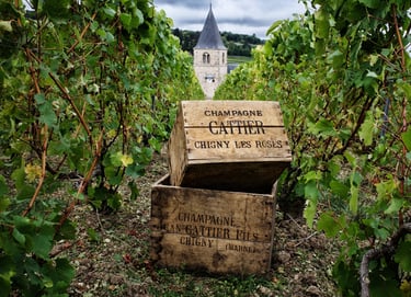 Vigneto della Maison Cattier a Chigny-les-Roses, nel cuore della Champagne
