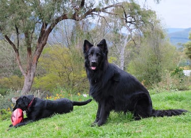 a black dog are sitting on the grass