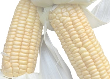 GOLDEN BANTAM HEIRLOOM SWEETCORN | Dating from 1902