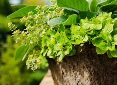Grow your own herb garden