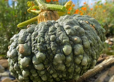 Marina Di Chioggia Italian Heirloom Squash