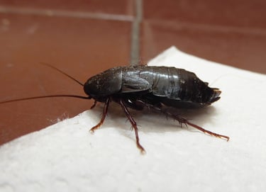 Ανατολική κατσαρίδα (Blatta orientalis)