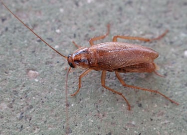 Γερμανική κατσαρίδα (Blattella germanica)