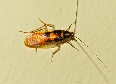 Καστανή κατσαρίδα (Supella longipalpa)