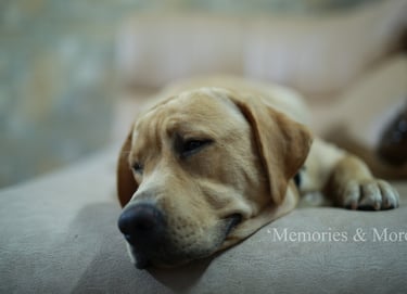 a dog laying on a couch with his head resting on a pillow