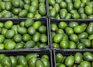 aguacate hass fresco de méxico. 