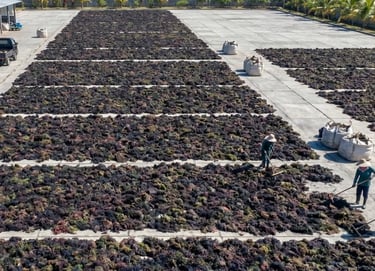 Dried Gracilaria seaweed 15% moisture and 3% impurity for agar-agar and Agriculture production