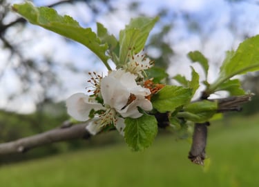 pommier sauvage laura cotting