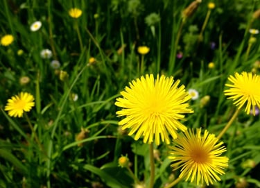 A vibrant dandelion plant in a sunny meadow,