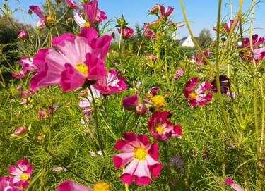 roze bloemen in de bloementuin van hortus populus